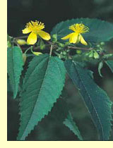  (Corchorus L.)   http://dixpix.ca/